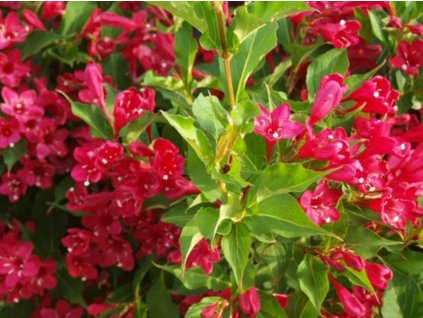 red prince