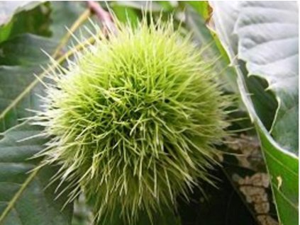 robusta