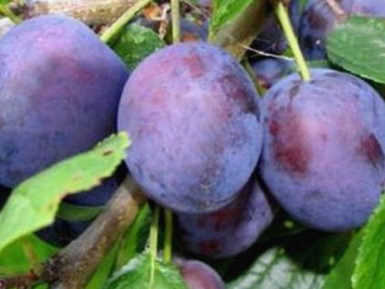 Švestka 'Violeta'