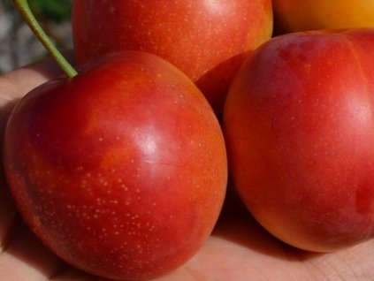 Mirabelka 'Rumjanaja Zorka'