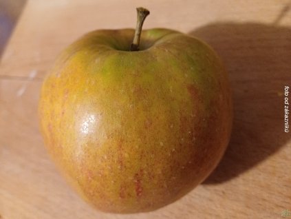 Jabloň 'Jonagored'