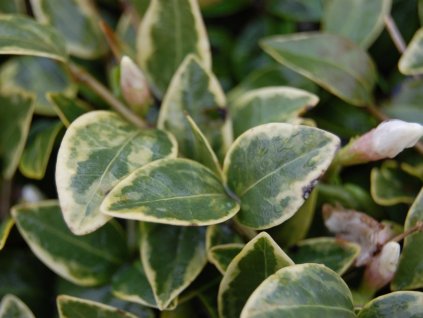 alba variegata