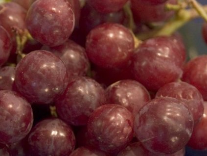 Réva vinná 'Swenson Red'