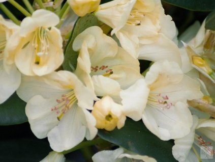 Rododendron 'Goldinetta'