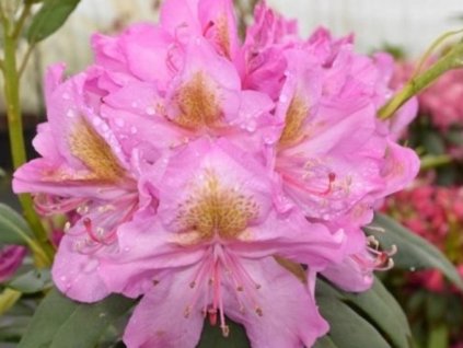 Rododendron 'Late Kiss'