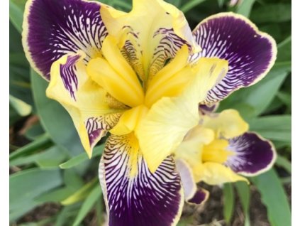 Iris Nibelungen (1)