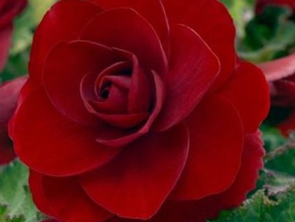 Begonie 'Double Red'