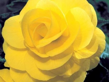 Begonie 'Double Yellow