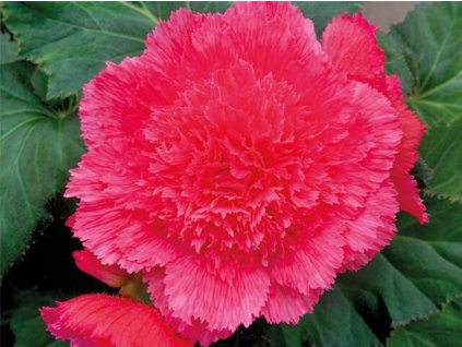 Begonie 'Fimbriata Pink'