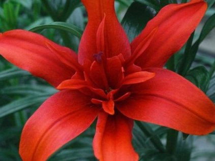 Lilie 'Red Twin'