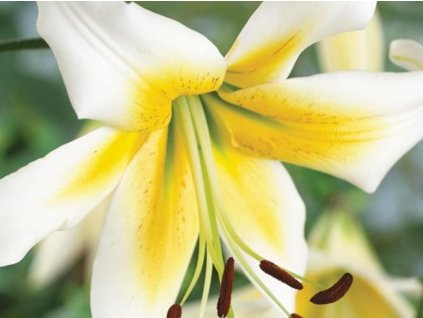 Lilie 'Mister Pistache'