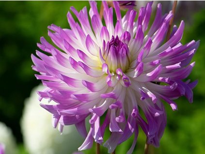 Jiřina 'Bold Accent'