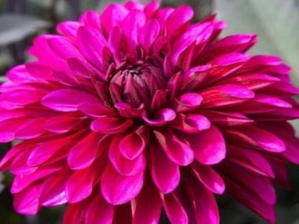 purple flame