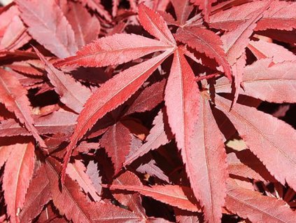 Acer Skeeters Broom (3)