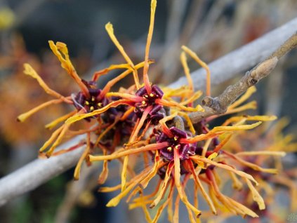 Hamamelis Jelena