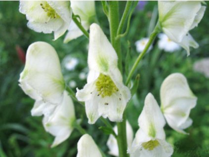 aconitum