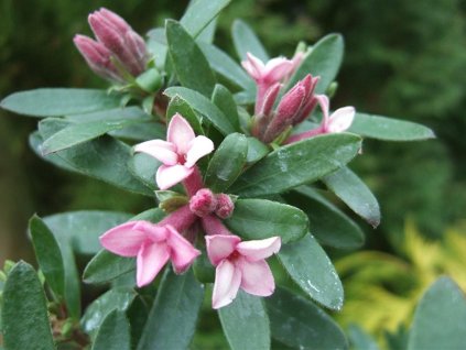 pink frangrance