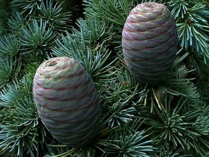 cedrus glauca2