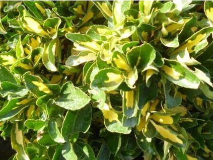 Euonymus japonicus Aureus (2)