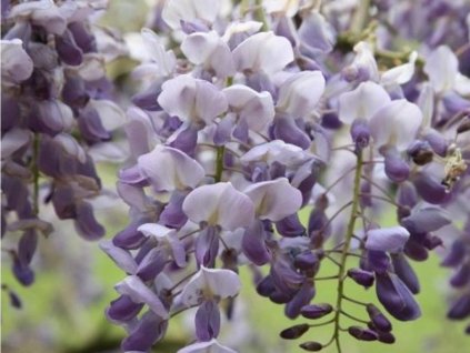 Vistárie čínská 'Amethyst'