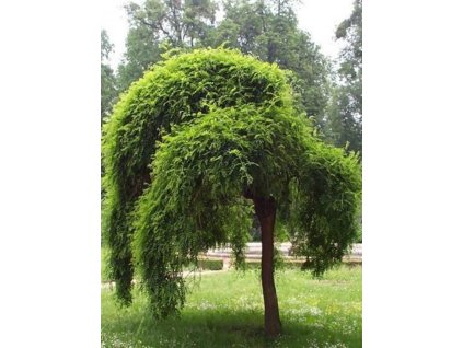 Jerlín japonský 'Pendula'