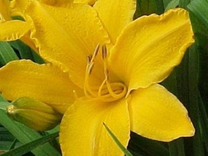 Denivka "Kardynal Wyszyński' - Hemerocallis 'Kardynal Wyszyński'