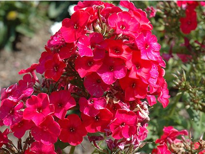 Plaménka latnatá 'Flame Red' - Phlox paniculata 'Flame Red'