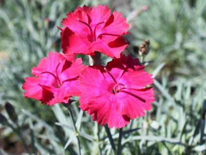 Hvozdík sivý 'Badenia' - Dianthus gratianopolitanus 'Badenia'