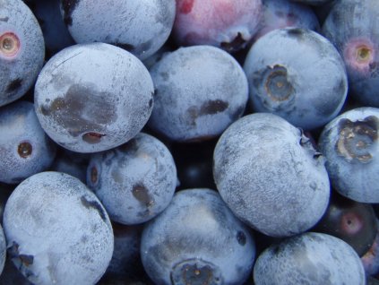 Kanadská borůvka 'Iranka'