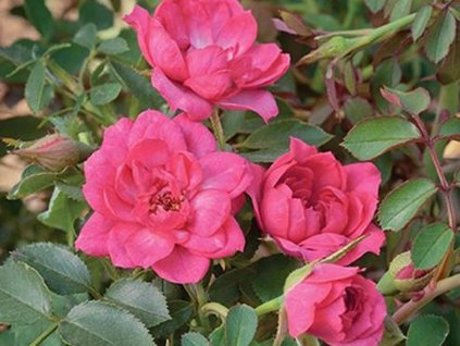 Růže 'Asteria Pixie'