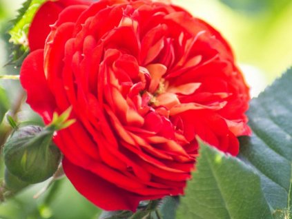 Růže 'Carmen Starlet Rose®' (Balení speciální balení)