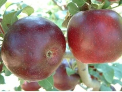 Jabloň 'Burgundy'