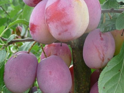 Švestka 'Queen Victoria'