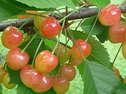 Třešeň 'Rosy of Vytenai'