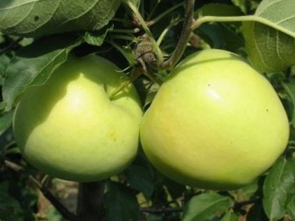 Jabloň 'Early Gold'
