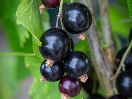 black sugar