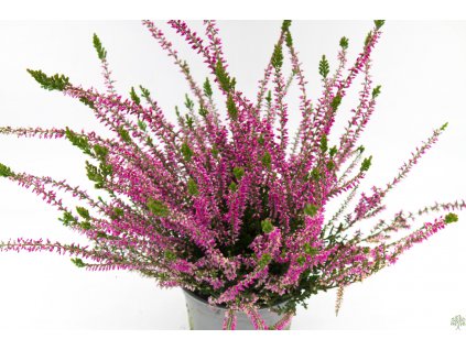 Calluna vulgaris Libra (3)