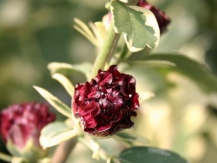 purpureus