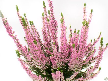 Calluna vulgaris Melina (2)