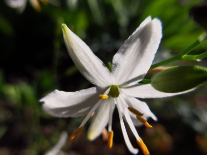 Bělozářka liliovitá - Anthericum liliago