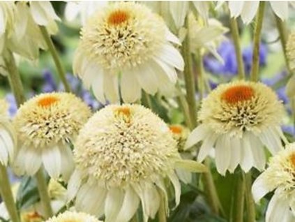 Třapatka 'Milkshake' - Echinacea 'Milkshake'