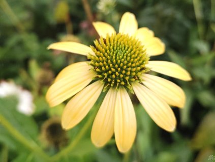 86408 trapatka mellow yellows echinacea mellow yellows