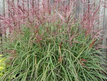 Ozdobnice čínská 'Nippon' - Miscanthus sinensis 'Nippon'