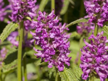 Čistec monieri 'Humello' - Stachys monieri 'Humello'