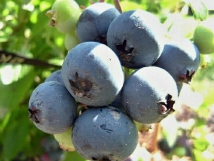 Kanadska Boruvka Heidi (borůvky Heidi, kanadské borůvky, kanadské borůvky Heidi) Kanadska Boruvka Heidi