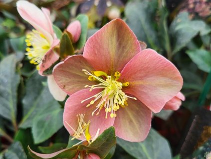 86714 4 cemerice hgc maestro helleborus hgc maestro