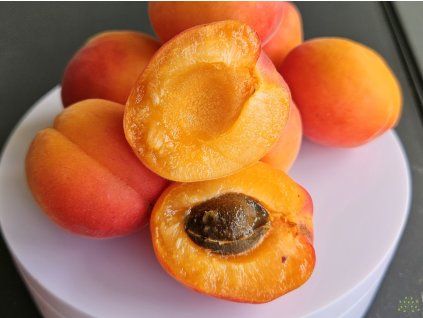 Prunus Pricia (1)
