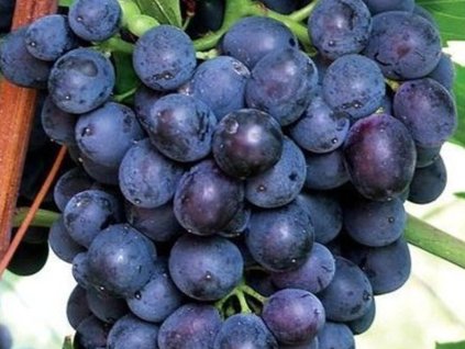 Odolné odrůdy vinné révy: Klíč k bohaté sklizni () Odolné odrůdy vinné révy: Klíč k bohaté sklizni
