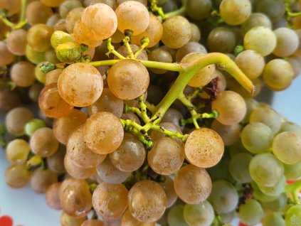 R�va vinn� �Hibernal� (Balen� prostoko�enn� sazenice)