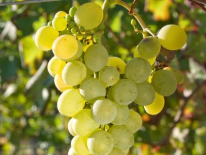 muškát žlutý